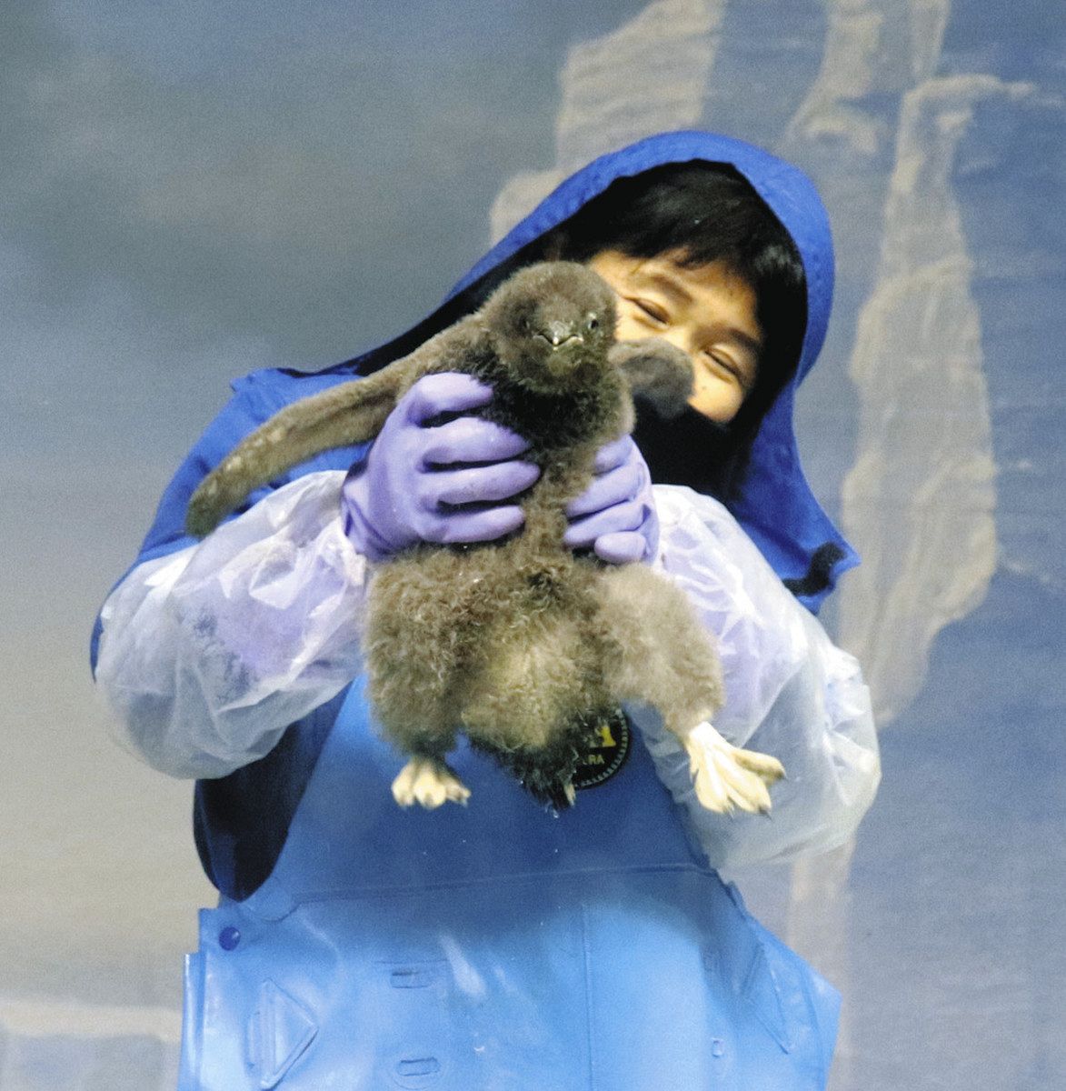 ふわふわは今だけ！ペンギンの赤ちゃんの体重測定、名古屋港水族館で