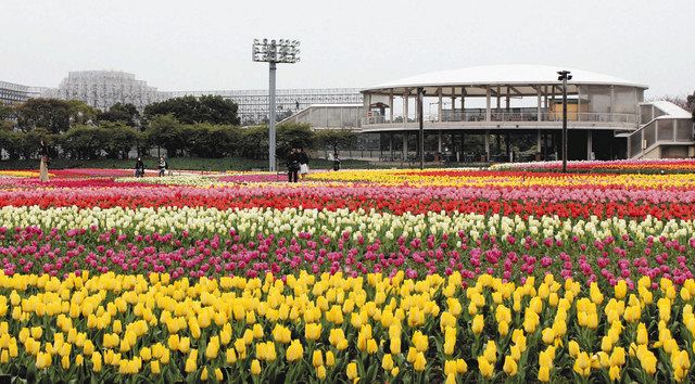 色鮮やか １８０万本のチューリップ見頃 なばなの里 中日新聞web