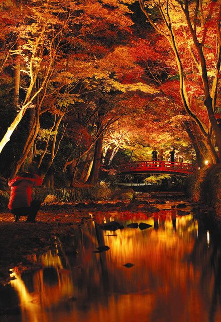 紅葉がライトアップ 小国神社 中日新聞しずおかweb