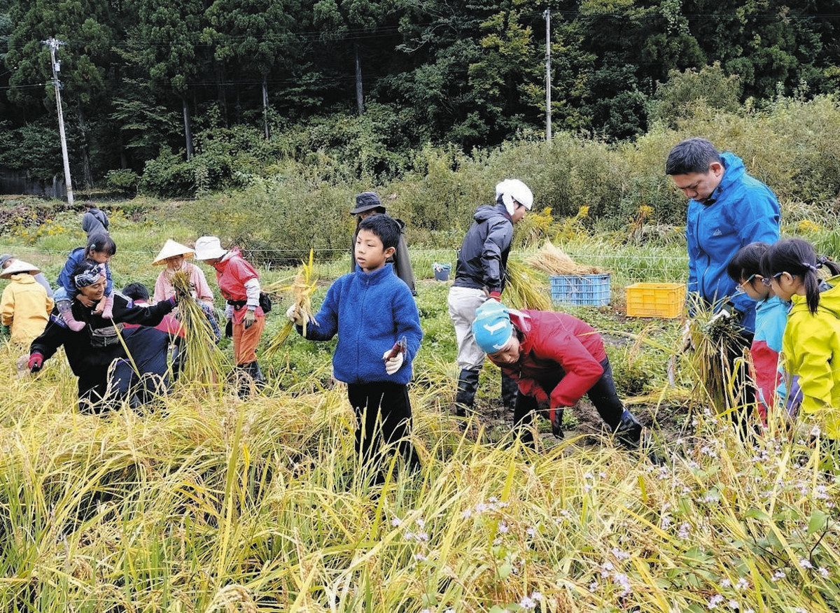 農を考える】無農薬給食米 希望の実り 南砺、普及目指し親子ら稲刈り