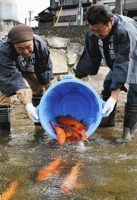 赤や黒 宮川彩るコイ300匹 秋の高山祭控え放流 中日新聞web 赤や黒 宮川彩るコイ300匹 秋の高山祭控え放流 中日新聞web