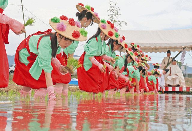 豊かな実りを願って「お田植祭」 愛知・清林館高校の生徒が早乙女姿で田植え:中日新聞Web