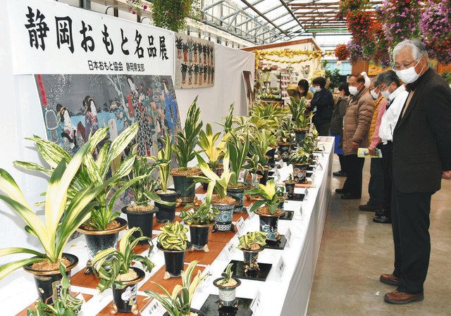 家康も愛でた？ 掛川花鳥園で「静岡おもと名品展」始まる：中日新聞しずおかWeb