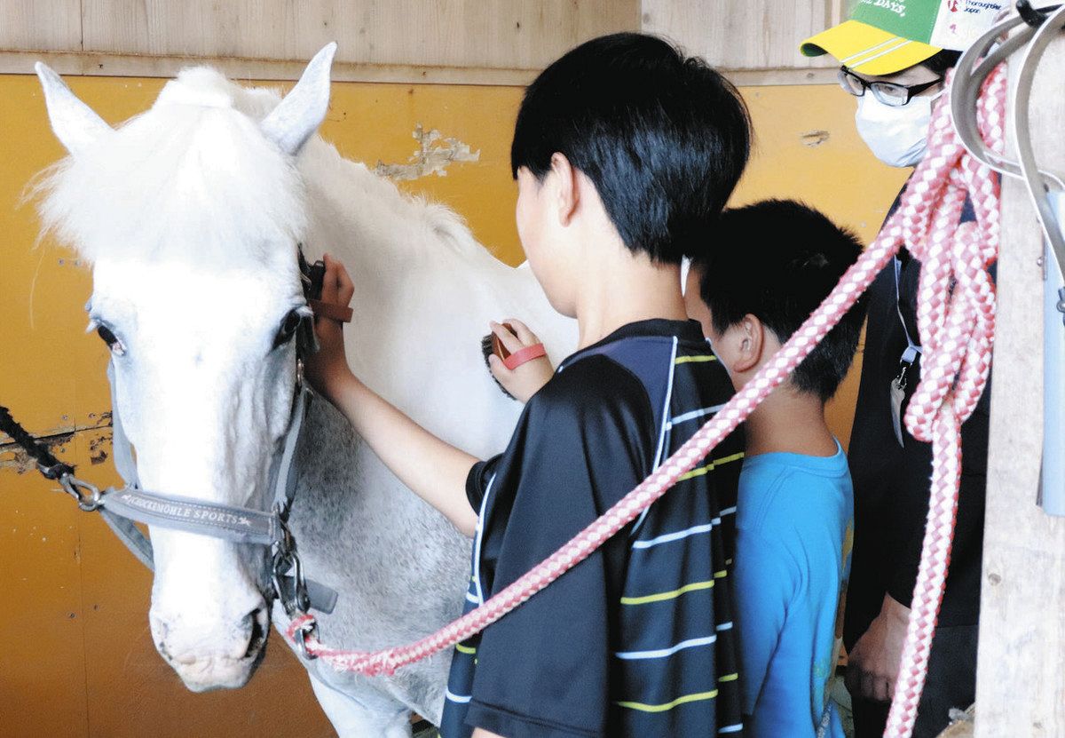 馬に触れ立ち直り支援 県警がホースセラピー体験会：中日新聞Web