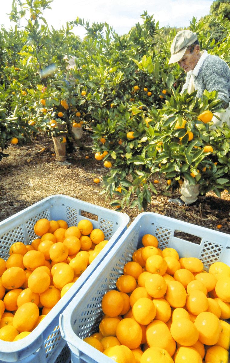 濃～い甘さ、お楽しみに 浜松で三ケ日みかんを収穫：中日新聞しずおかWeb