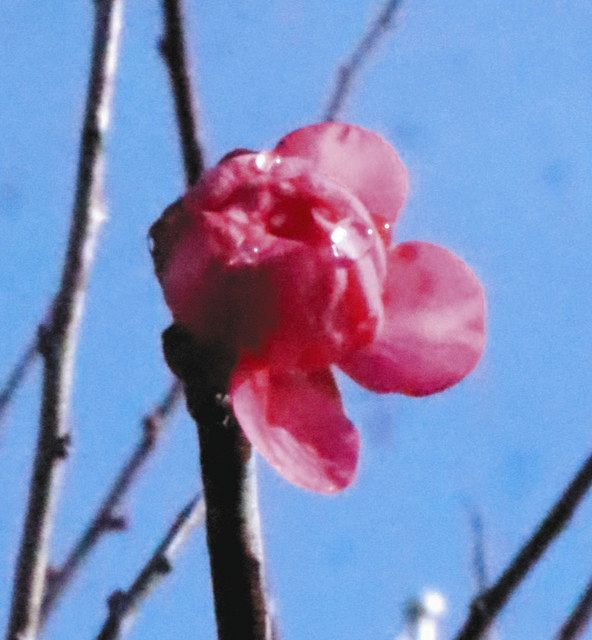 雪化粧の境内に梅一輪 春の兆し 鈴鹿 菅原神社 中日新聞web
