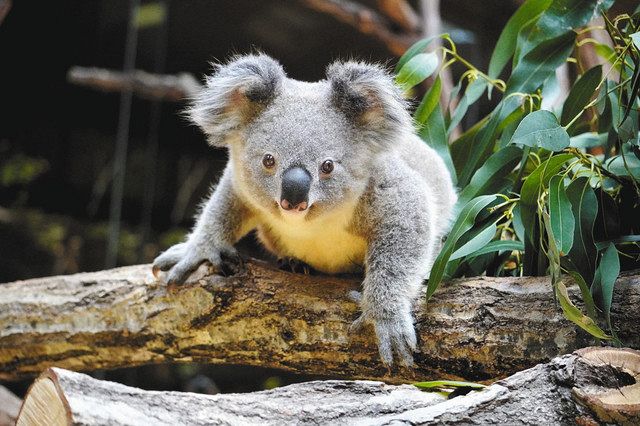 コアラの赤ちゃん いぶき と つくし 東山動植物園で命名式 中日新聞web