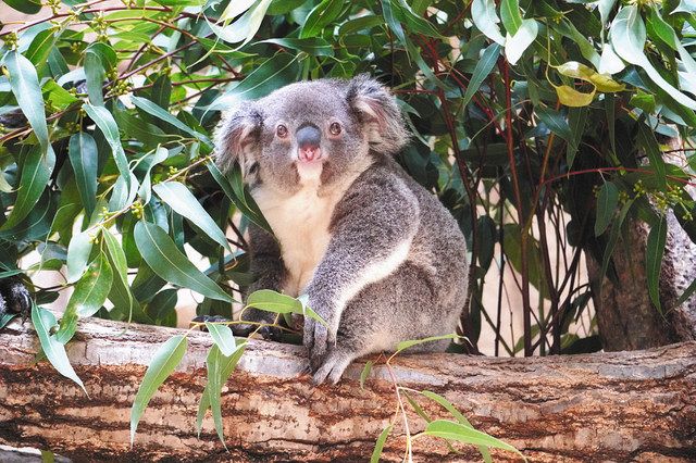 コアラの赤ちゃん いぶき と つくし 東山動植物園で命名式 中日新聞web