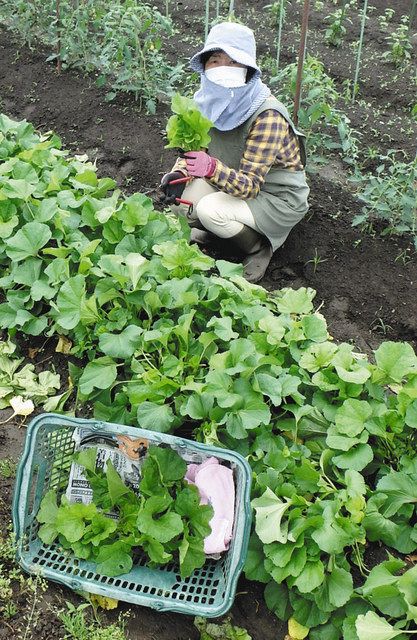 知る人ぞ知る野菜 オカノリいかが 松阪のベルファーム 中日新聞web