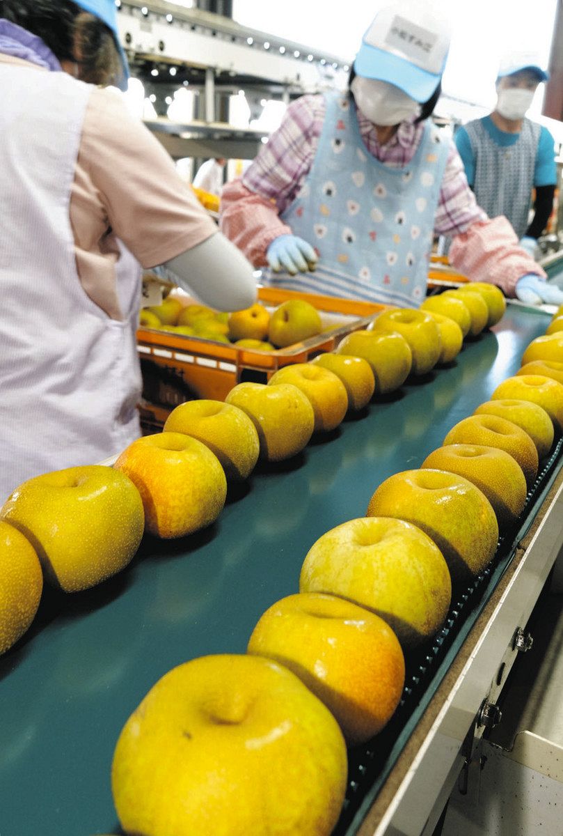 今年の「幸水」大きくてみずみずしく甘いよ 長野県松川町と飯田市で