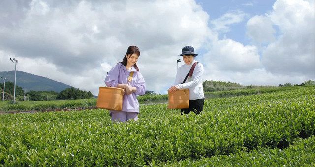 沼津茶もっと知って 市がユーチューブにpr動画公開 中日新聞しずおかweb