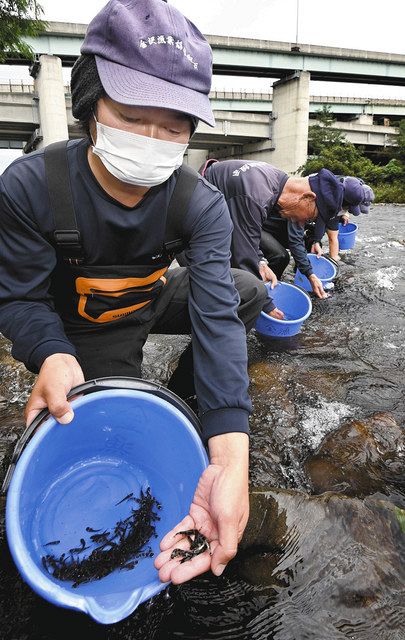 ゴリいっぱいの犀川に 金沢漁協稚魚3000匹放流 - 中日新聞