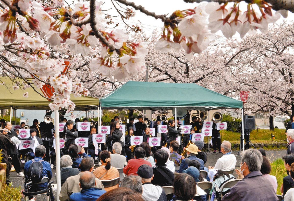 満開桜の下、バンド演奏 愛西・相ノ川沿いで「祭り」にぎわう