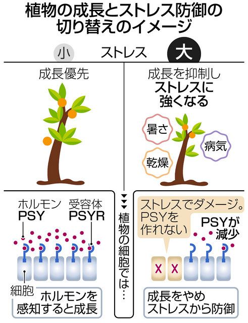 成長を続けるかストレス防御か 植物の切り替えホルモン発見 名大 中日新聞web