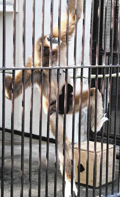 謎の出産 １匹飼育のシロテテナガザル 長崎の動植物園 中日新聞web