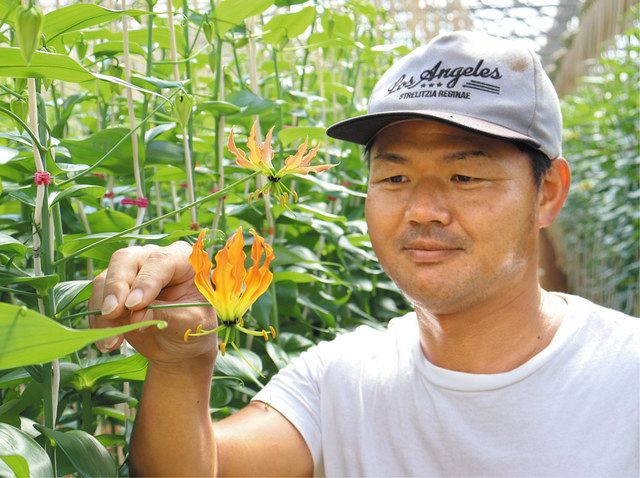 改良重ねたグロリオサが国際園芸博金賞 田原の藤井さんが栽培、出品