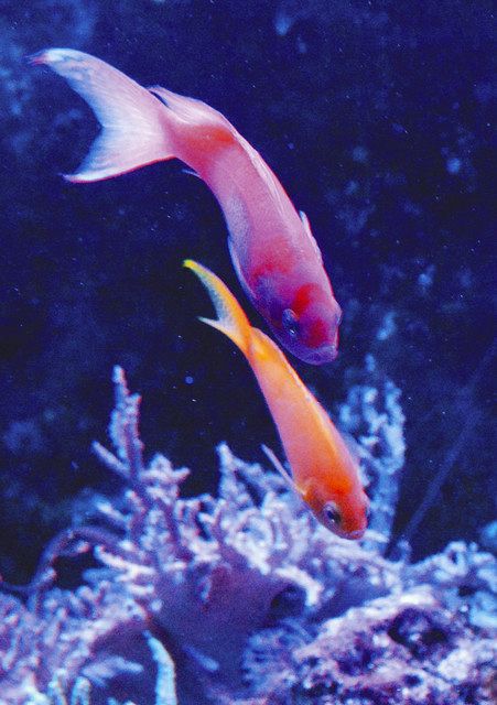 すいスイっと＞（40）＠名港水族館 スミレナガハナダイ 雌から雄に 