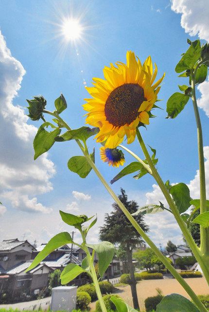 梅雨が明け 輝くヒマワリ 昨年より18日早く 中日新聞web 梅雨が明け 輝くヒマワリ 昨年より18日早く 中日新聞web