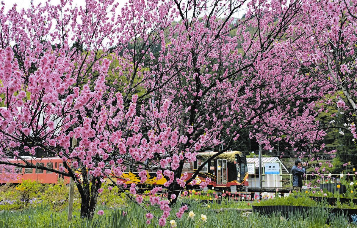 まるで桃源郷 勝原駅を降りるとそこには満開のハナモモ:中日新聞Web まるで桃源郷 勝原駅を降りるとそこには満開のハナモモ:中日新聞Web