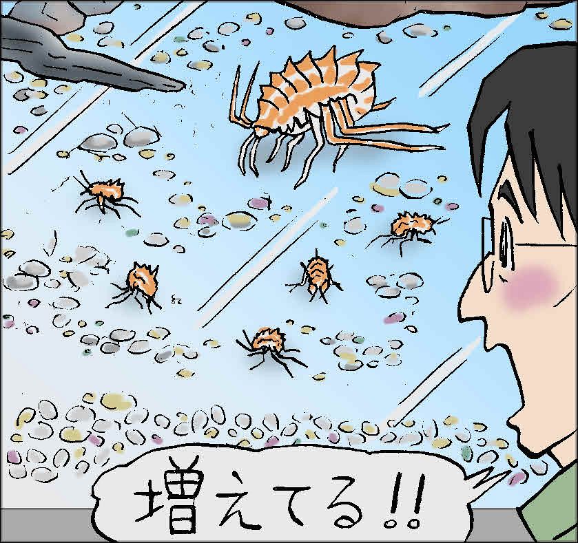 315）世界初！！バイカルヨコエビの幼体展示 （琵琶湖博物館 金尾滋