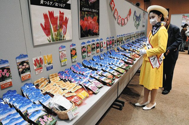 チューリップ球根ずらり 四季彩館でまつり始まる 北陸中日新聞web