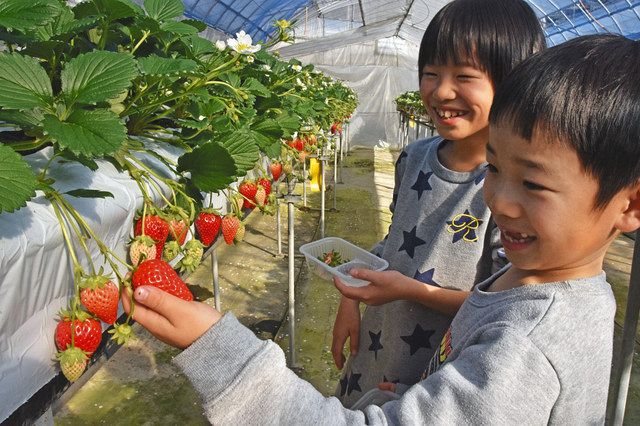 来年のイチゴ狩り中止 喬木 中日新聞web