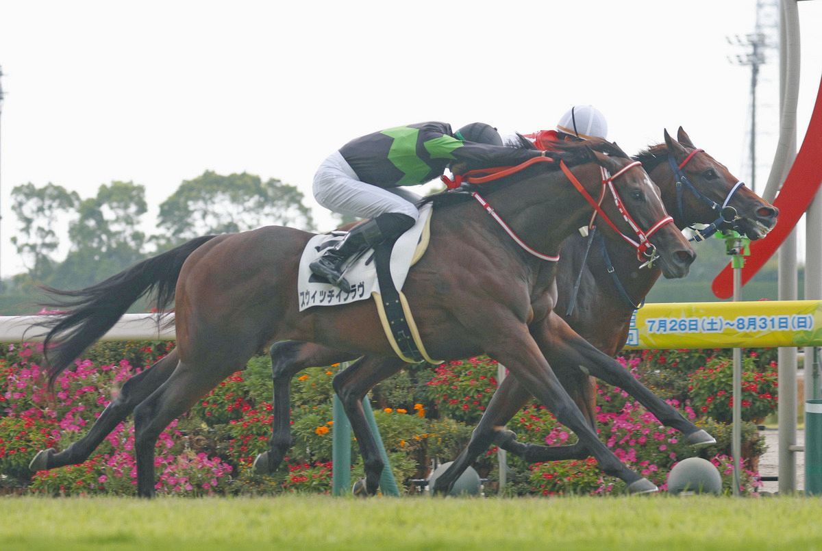 中山競馬場　ドウデュース　コントレイル　ファイル 中山競馬場 ドウデュース コントレイル ファイル - 趣味