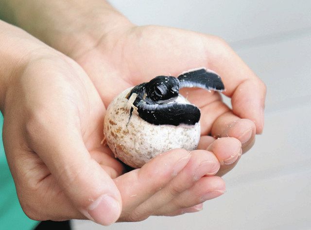 ウミガメ公園」で初のふ化 紀宝・道の駅:中日新聞Web ウミガメ公園」で初のふ化 紀宝・道の駅:中日新聞Web