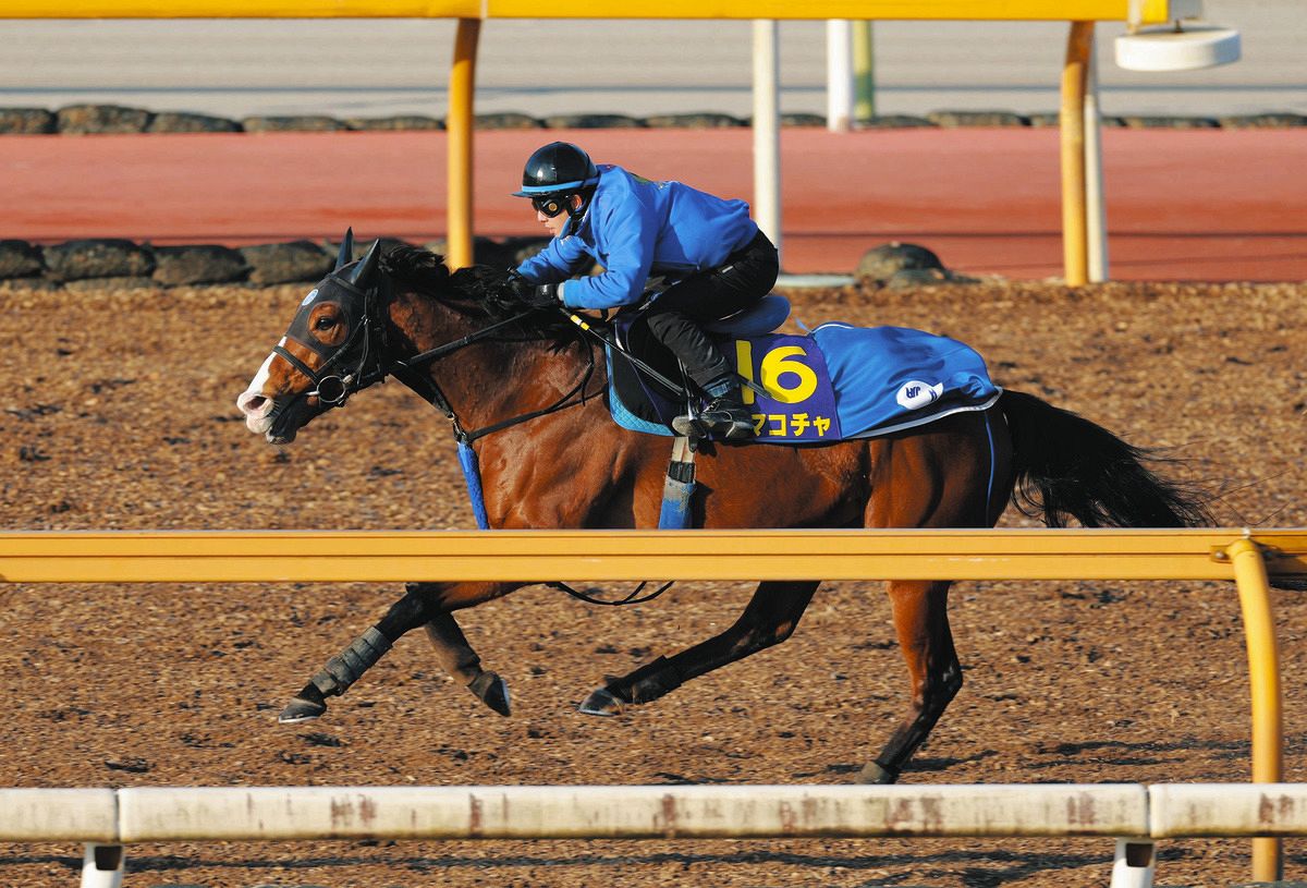 高松宮記念】オーシャンSは4着のママコチャ「外枠だったので厳しかった