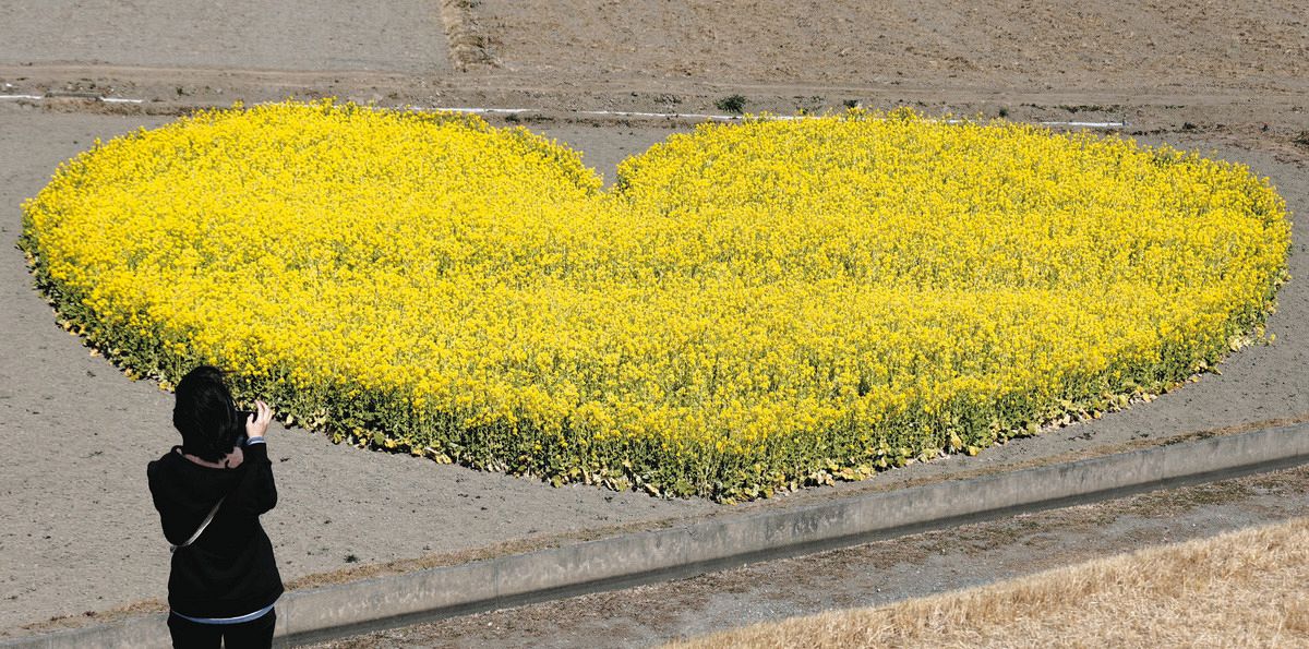 黄色いハートに春の予感 三重県津市の休耕田に菜の花畑：中日新聞Web 