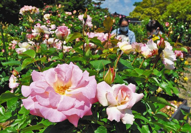 バラ 香り甘く 柳田植物公園 北陸中日新聞web