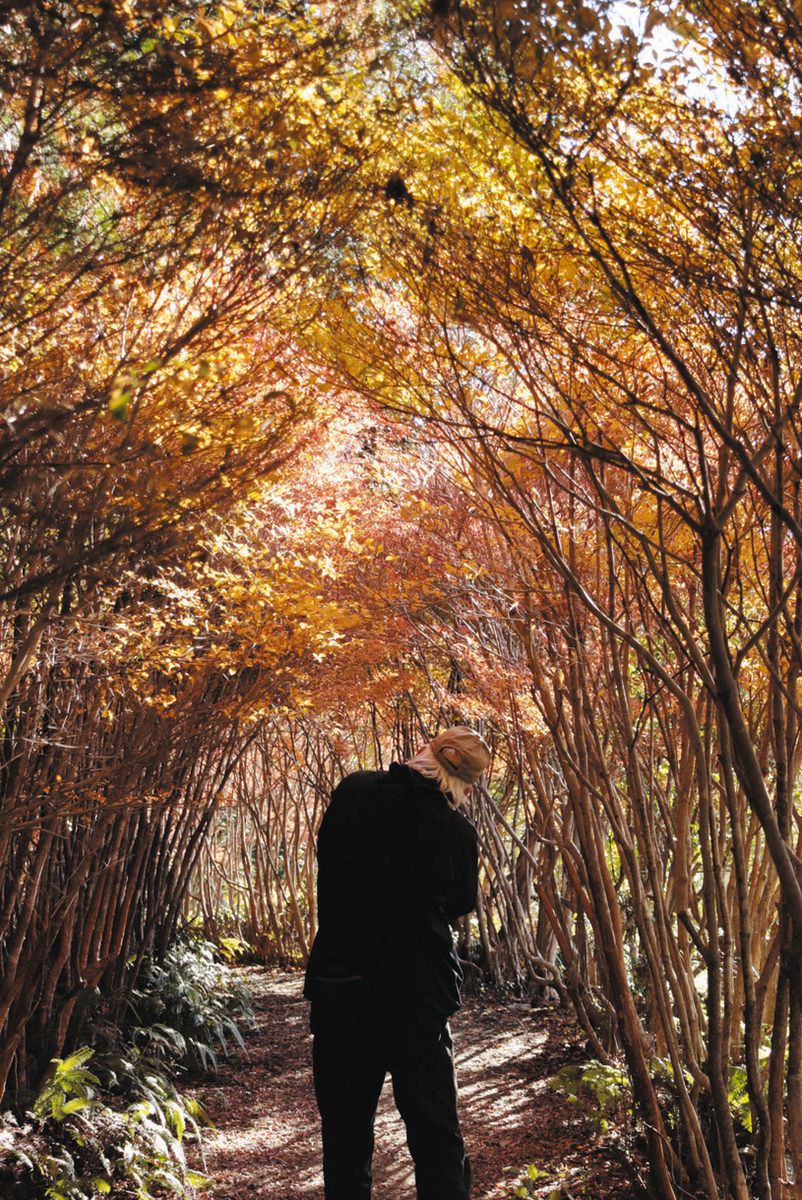 紅葉にも酷な年だった？ 松阪地区、猛暑と残暑影響か：中日新聞Web