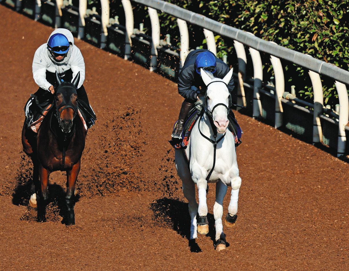吉田隼人騎手「ソダシの力を信じて頑張りたい」「不安なくレースに挑める」一問一答【マイルCS】：中日スポーツ・東京中日スポーツ