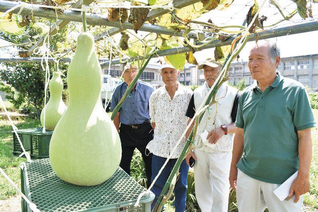 今年のヒョウタンの出来栄えは… 伊賀で愛瓢会会員らが生育状況確認：中