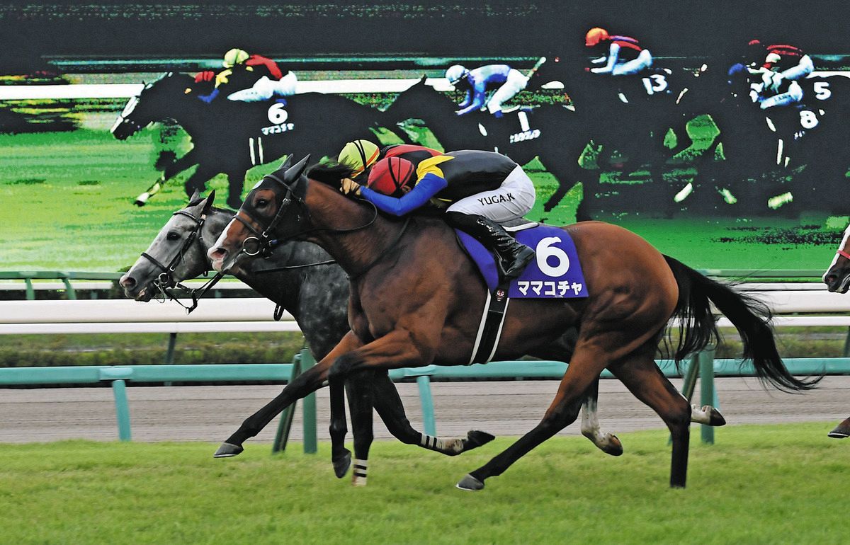 スプリンターズS ママコチャ生産者ノーザンファームの中島文彦GM