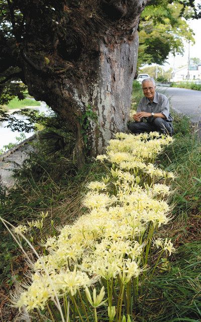 白く彩る 秋の一面 彦根 多賀 中日新聞web