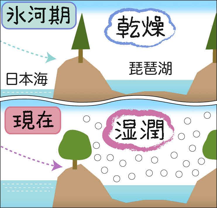 ４１５ 琵琶湖の森を育む雪と日本海 琵琶湖博物館 林竜馬 中日新聞web