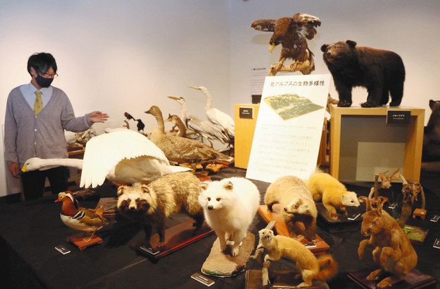 ライチョウの群れ、剥製で表現 市立大町山岳博物館：中日新聞Web