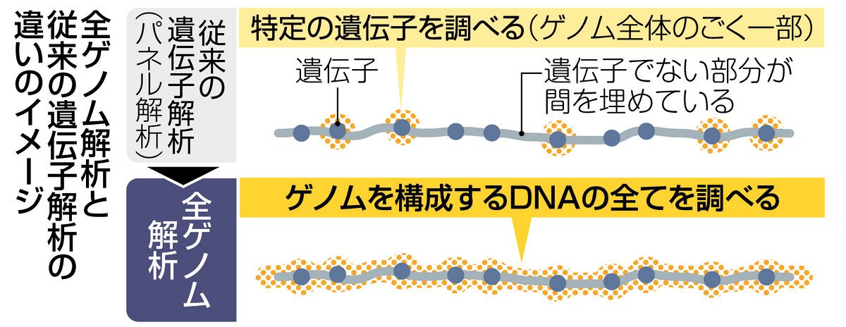 ゲノム 生命情報システムとしての理解 Amazon.co.jp: ゲノム 第4版 生命情報システムとしての理解／石川冬木