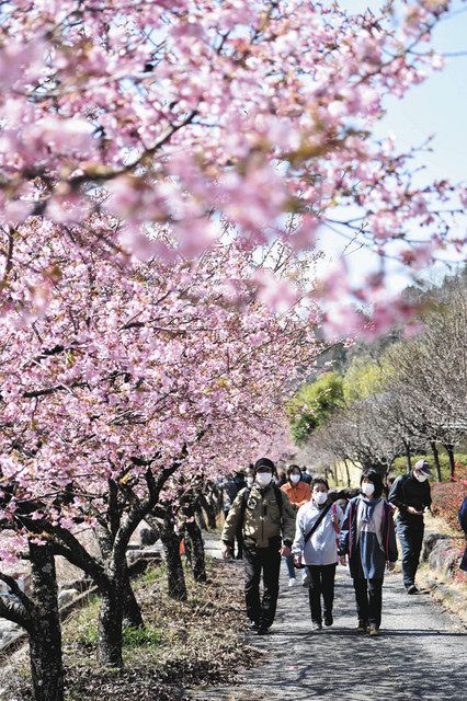 河津桜の並木、のんびり満喫 飯田・遠山川：中日新聞Web