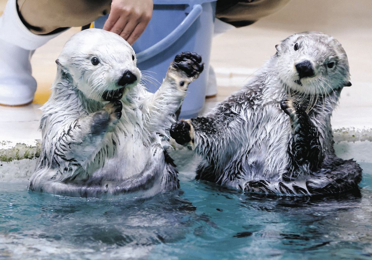 動画】国内唯一「メイ」と「キラ」日本中が鳥羽にラブコール 人気の裏