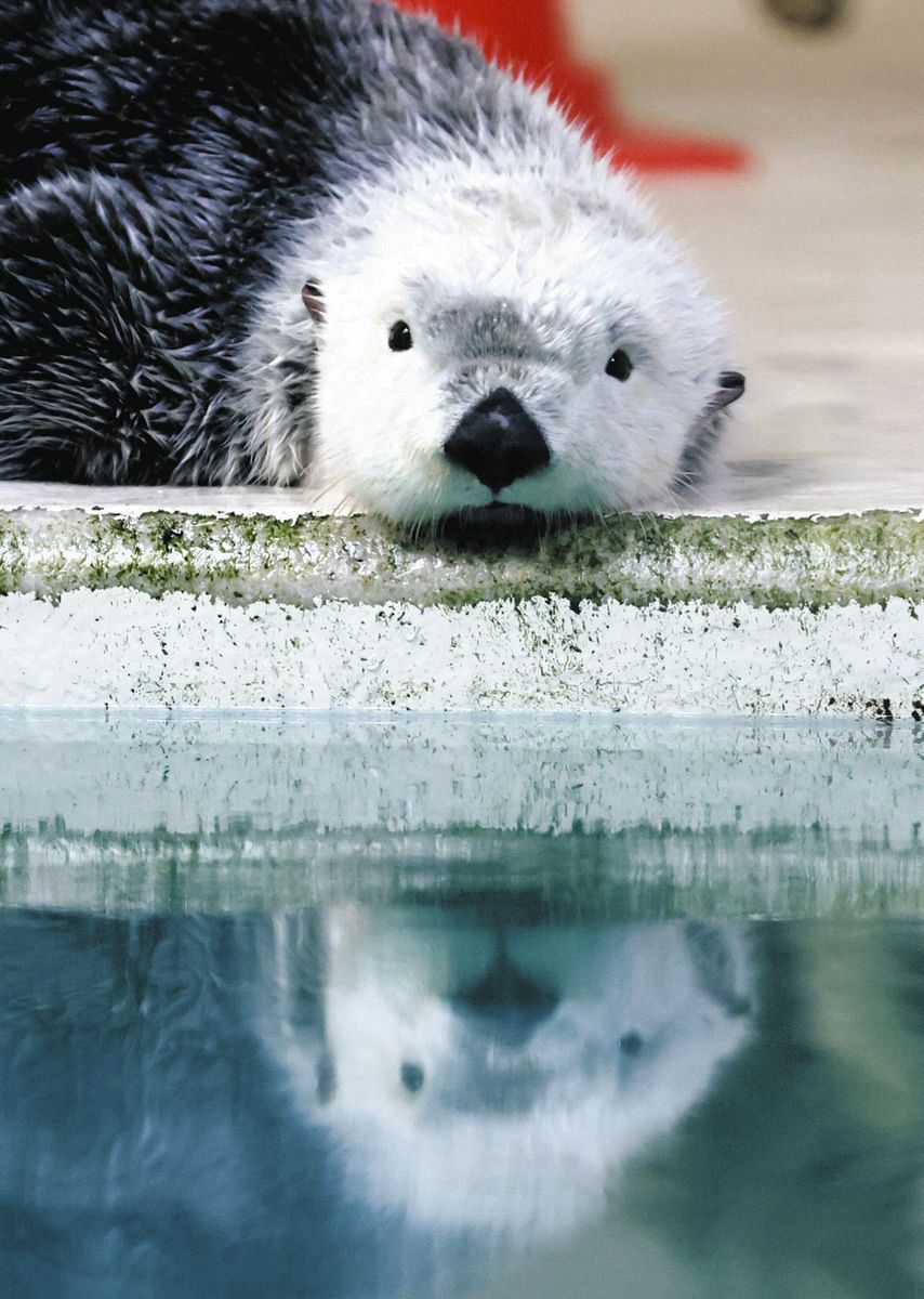 動画】国内唯一「メイ」と「キラ」日本中が鳥羽にラブコール 人気の裏