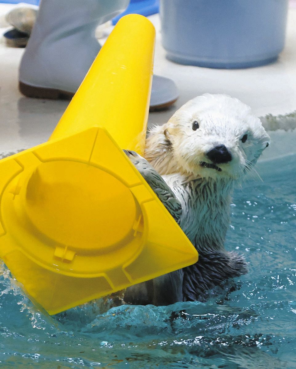 動画】国内唯一「メイ」と「キラ」日本中が鳥羽にラブコール 人気の裏