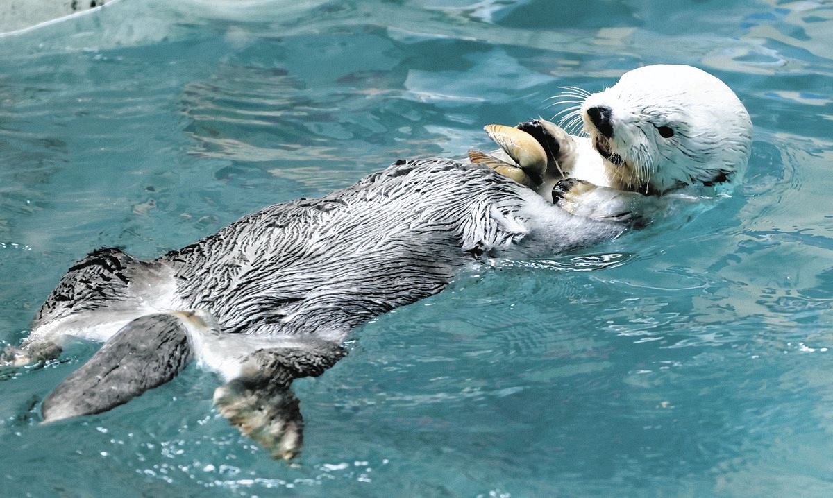 鳥羽水族館⭐️⭐️ポスター⭐️ラッコ⭐️メイ⭐️キラ 鳥羽水族館ポスター⭐️ラッコ⭐️メイ⭐️キラ