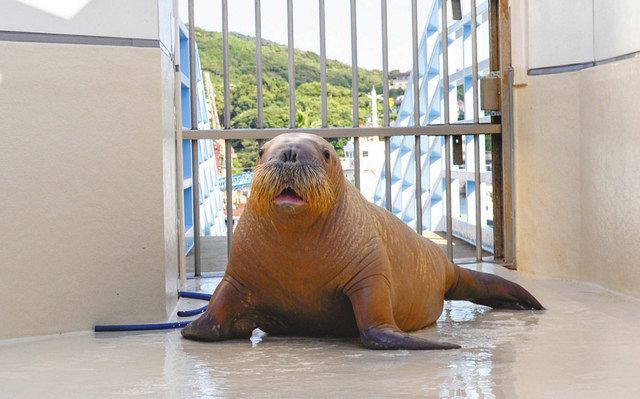 鳥羽水族館のセイウチ「テン」死ぬ 館で繁殖、生後1年余：中日新聞Web