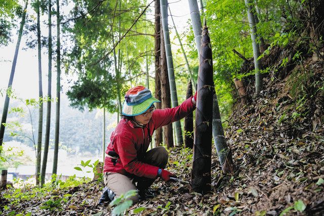 <ミカワSDGs> (130)放置竹林保全、食材に活用 竹々木々工房=豊田:中日新聞Web
