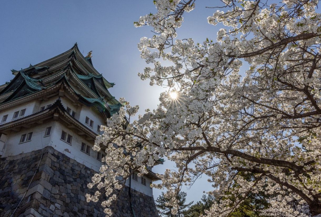 写真特集・動画】天守と桜が競演 名古屋城でも見頃に ライトアップで