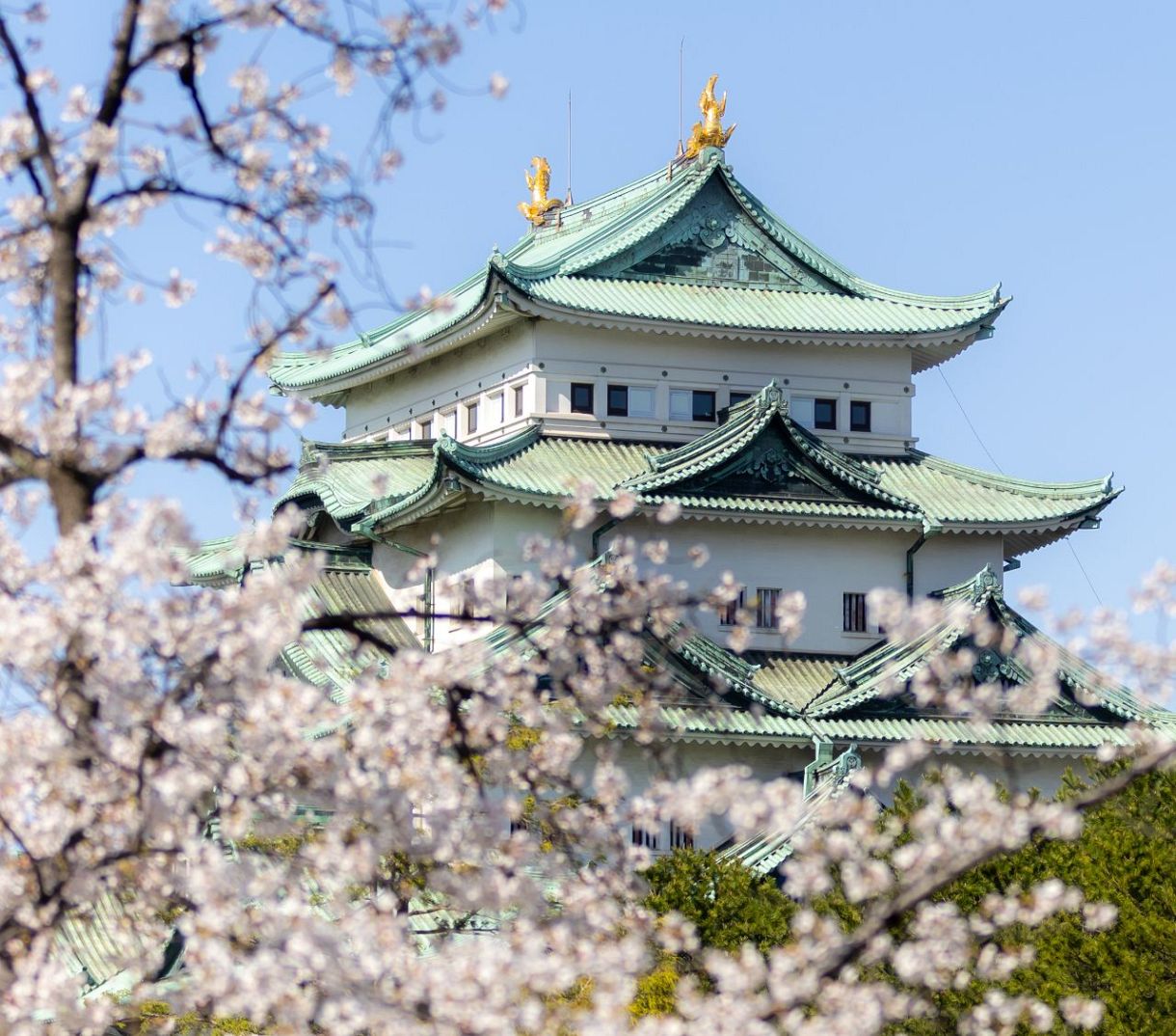 写真特集・動画】天守と桜が競演 名古屋城でも見頃に ライトアップで