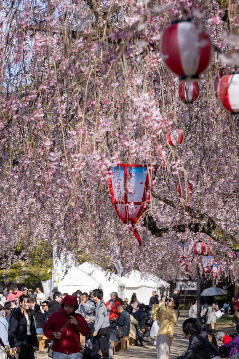 写真特集・動画】天守と桜が競演 名古屋城でも見頃に ライトアップで