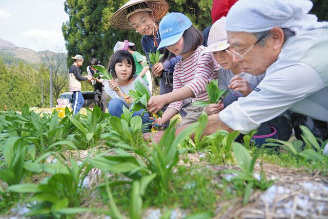 古くから伝わる山菜「ギョウジャニンニク」 勝山の新たな味覚